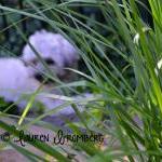 Havanese Sable Puppy Seen Through Tall Grass 8x10..
