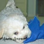 Sunshine Havanese Puppy Looks Over Blue Blanket..