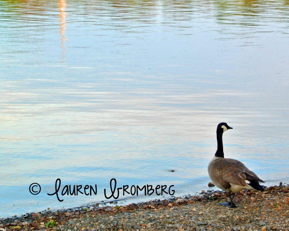 Goose At Water's Edge, Lake 8x10 Inch Photo Photography Print