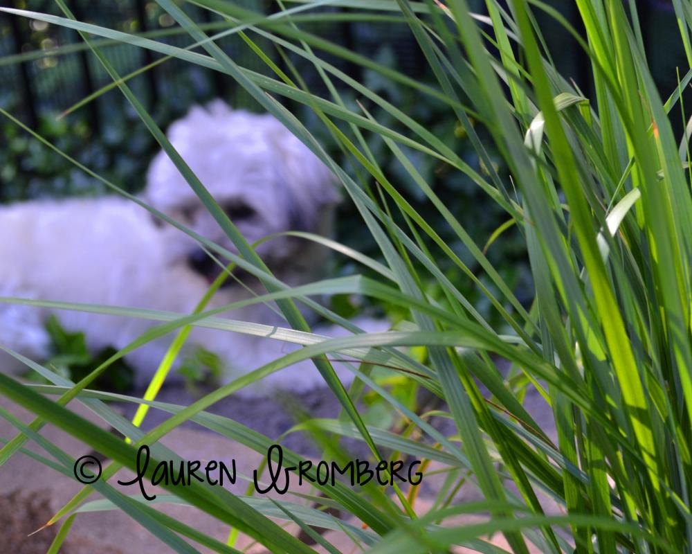 Havanese Sable Puppy Seen Through Tall Grass 8x10 Inch Photo Print